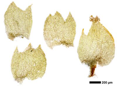 tritomaria exsecta 1 flankenblatt