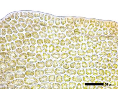 tritomaria exsecta 1 flankenblatt blattrand