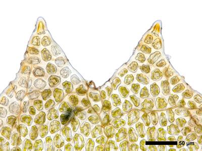 tritomaria exsecta 1 flankenblatt blattspitze