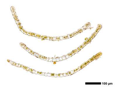 tritomaria exsecta 1 flankenblatt quer