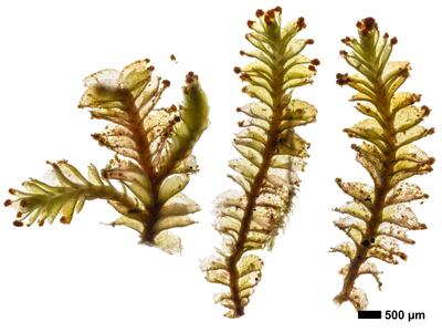 tritomaria exsecta 1 habitus oberseite