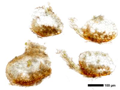 tritomaria exsecta 1 stamm quer