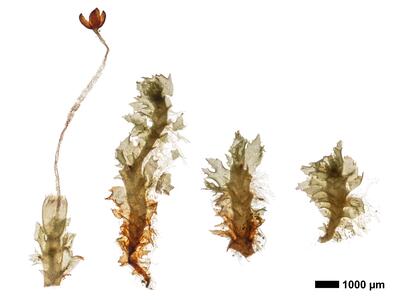 tritomaria exsectiformis 1 habitus oberseite
