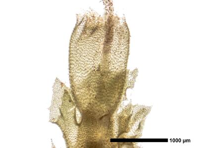 tritomaria exsectiformis 1 habitus oberseite perianth