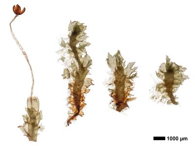 tritomaria exsectiformis 1 habitus unterseite