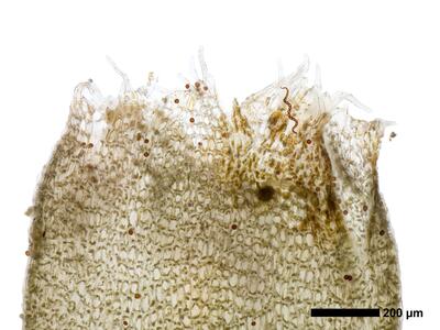 tritomaria exsectiformis 1 perianthmuendung