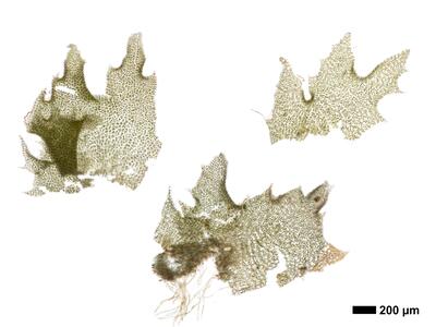 tritomaria exsectiformis 1 perichaetialblatt