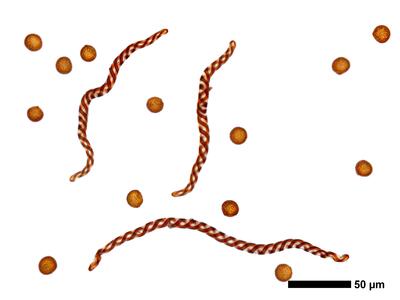 tritomaria exsectiformis 1 sporen elateren