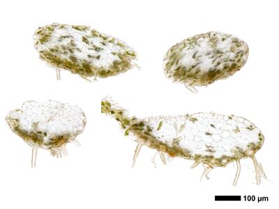 tritomaria exsectiformis 1 stamm quer