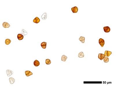 tritomaria exsectiformis 2 brutgemmen