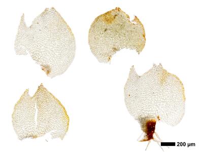 tritomaria exsectiformis 2 flankenblatt