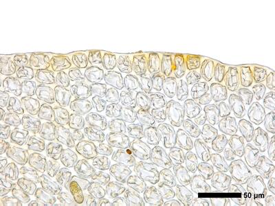 tritomaria exsectiformis 2 flankenblatt blattrand