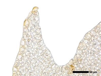 tritomaria exsectiformis 2 flankenblatt blattspitze