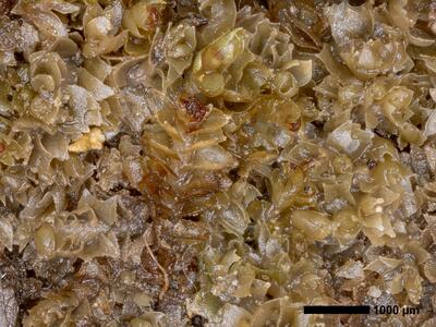 tritomaria exsectiformis 2 habitus