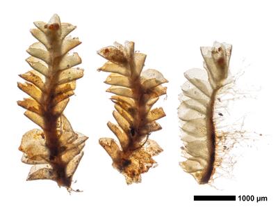 tritomaria exsectiformis 2 habitus oberseite