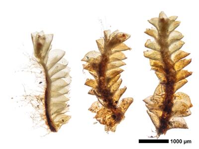 tritomaria exsectiformis 2 habitus unterseite