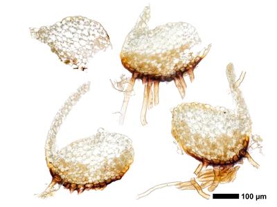 tritomaria exsectiformis 2 stamm quer