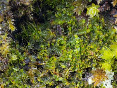 tritomaria exsectiformis 3