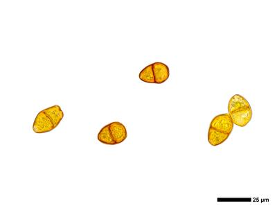 tritomaria exsectiformis 3 brutgemmen