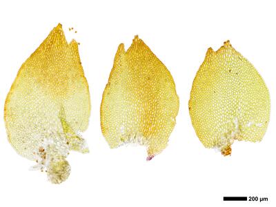 tritomaria exsectiformis 3 flankenblatt