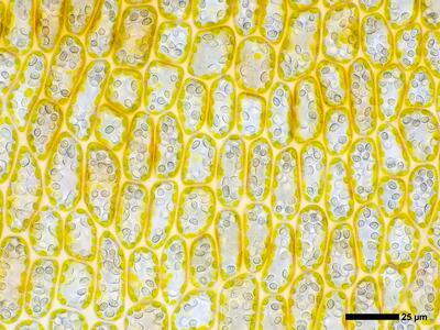 tritomaria exsectiformis 3 flankenblatt blattmitte