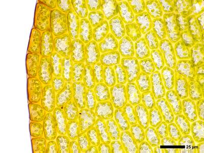 tritomaria exsectiformis 3 flankenblatt blattrand