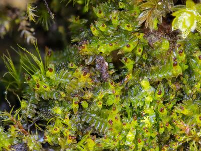 tritomaria exsectiformis 3 habitus