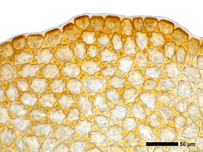 tritomaria polita 1 flankenblatt blattrand