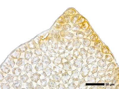 tritomaria polita 1 flankenblatt blattspitze