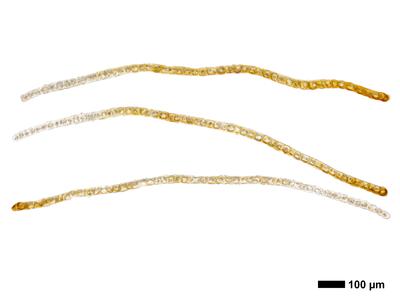 tritomaria polita 1 flankenblatt quer