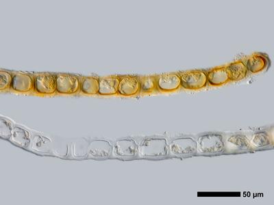 tritomaria polita 1 flankenblatt quer detail
