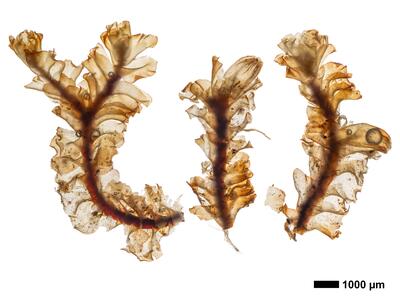 tritomaria polita 1 habitus oberseite