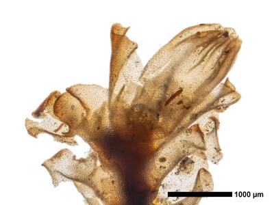 tritomaria polita 1 habitus oberseite perianth
