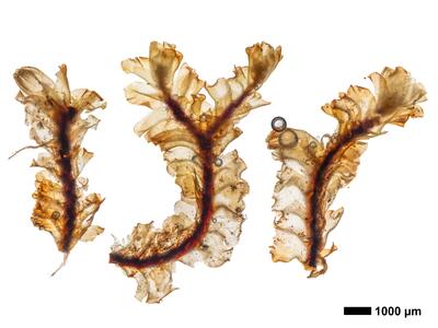 tritomaria polita 1 habitus unterseite