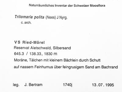 tritomaria polita 1 herbarbeleg2