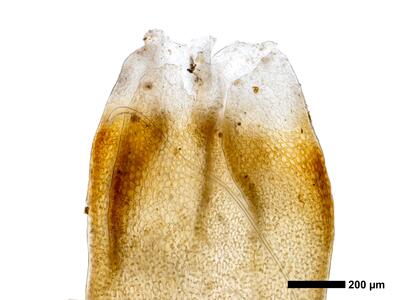 tritomaria polita 1 perianthmuendung