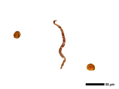 tritomaria polita 1 sporen elateren
