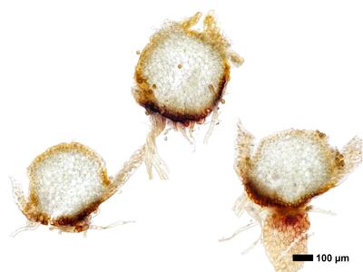 tritomaria polita 1 stamm quer