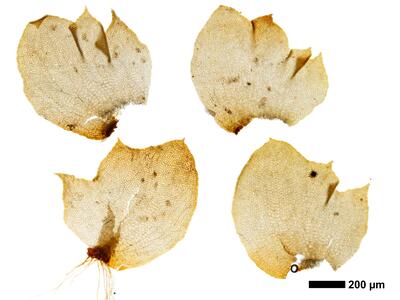 tritomaria quinquedentata 1 flankenblatt