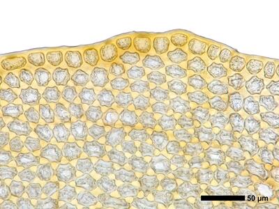 tritomaria quinquedentata 1 flankenblatt blattrand