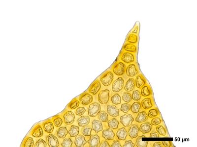 tritomaria quinquedentata 1 flankenblatt blattspitze