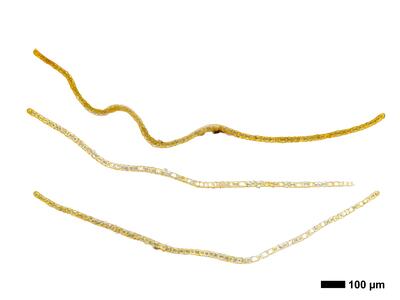 tritomaria quinquedentata 1 flankenblatt quer