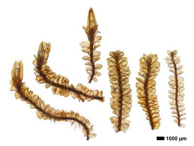 tritomaria quinquedentata 1 habitus oberseite