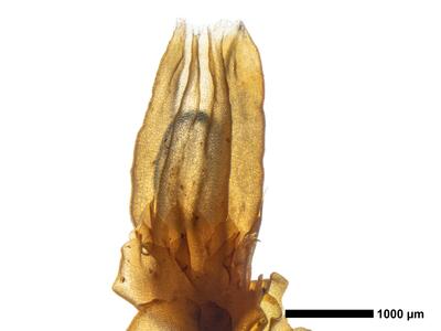 tritomaria quinquedentata 1 habitus oberseite perianth1