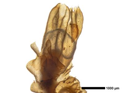 tritomaria quinquedentata 1 habitus oberseite perianth2