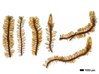 tritomaria quinquedentata 1 habitus unterseite