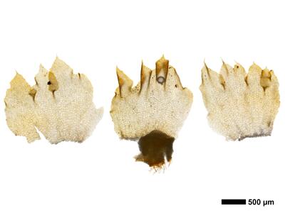tritomaria quinquedentata 1 perichaetialblatt