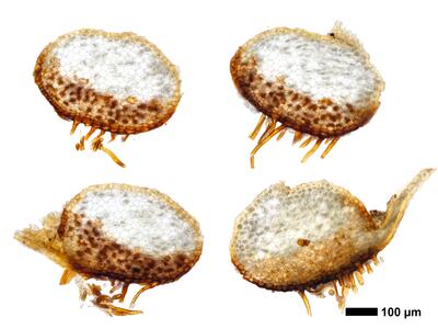 tritomaria quinquedentata 1 stamm quer