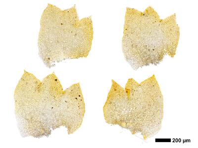 tritomaria scitula 1 flankenblatt