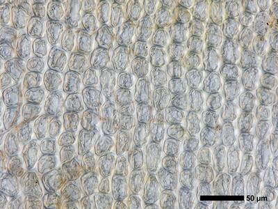 tritomaria scitula 1 flankenblatt blattmitte